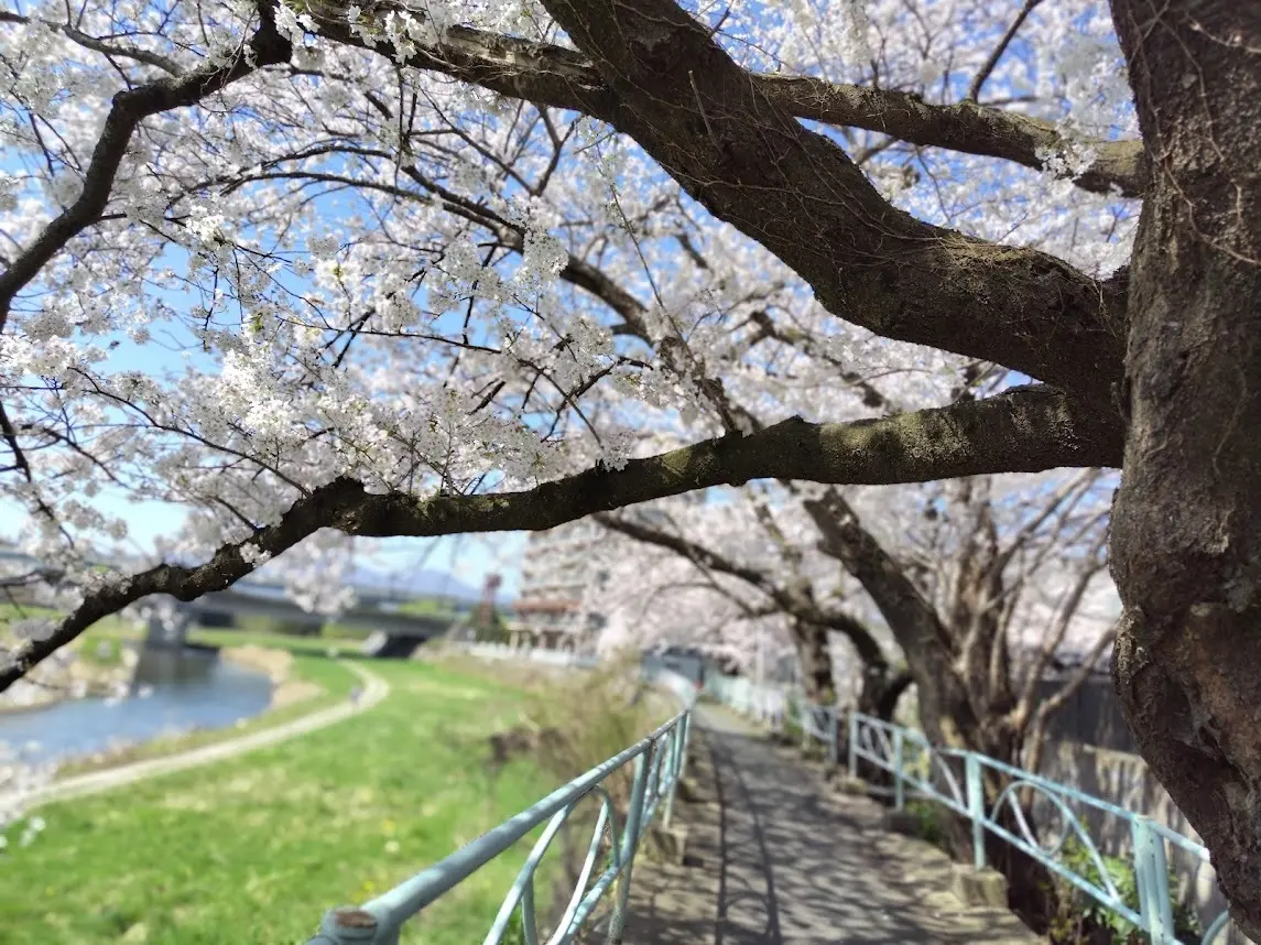 中津川沿いの桜