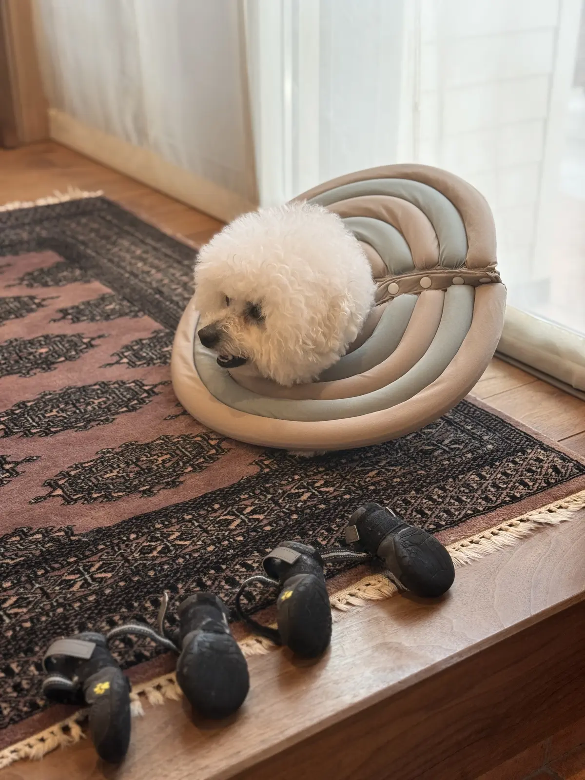 妹の愛犬、ビションフリーゼと名古屋桜散歩の画像_1