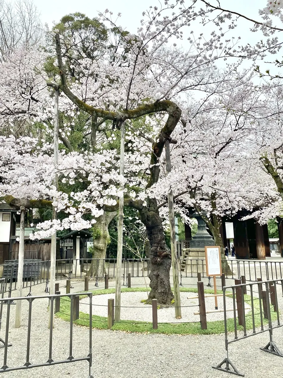 靖国神社 桜の標本木