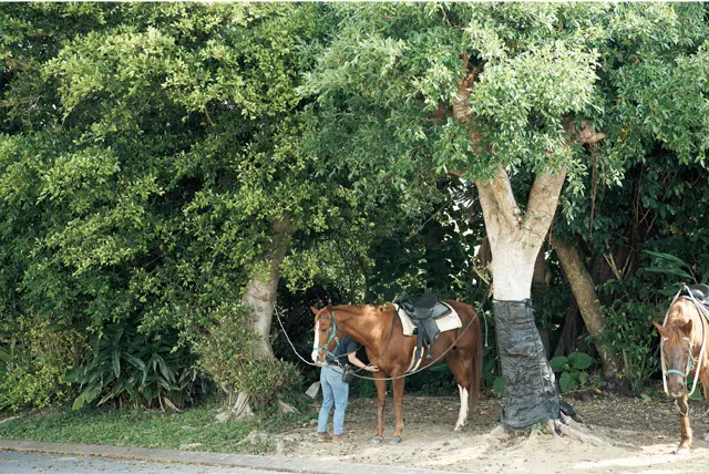 朝の浜辺を馬とともに散歩する「朝凪よんなー乗馬」。