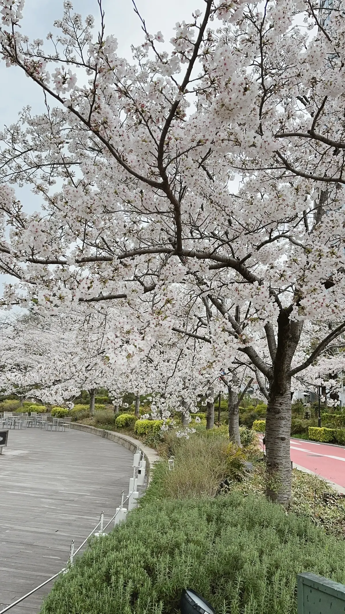 六本木ミッドタウンの桜