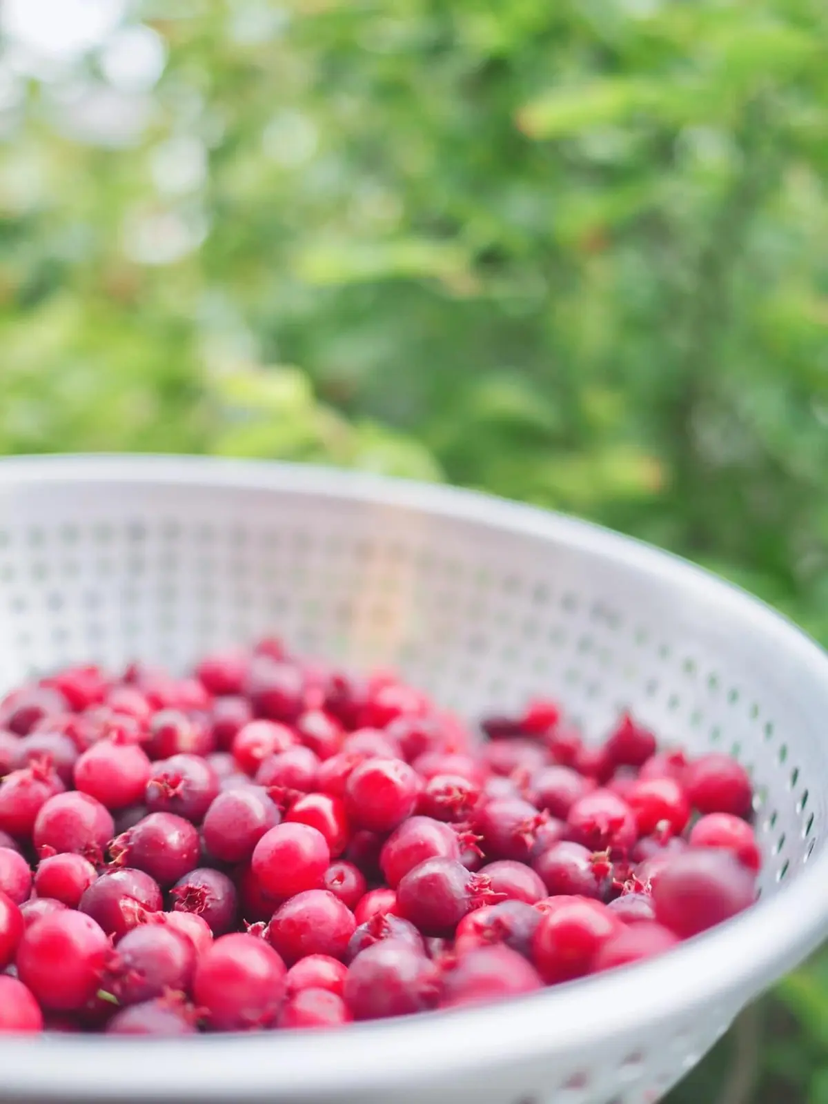 ジューンベリー収穫祭！の画像_2