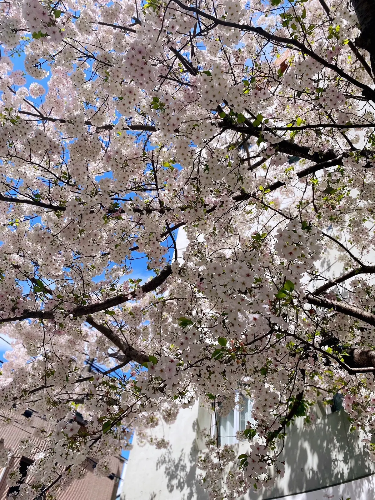 全部お気に入りアイテムでカジュアルスタイの画像_14