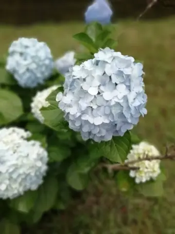 マンションの一角にひっそりと咲くアジサイ