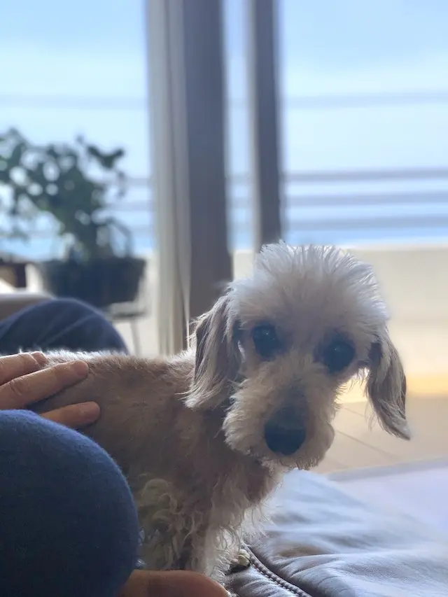 デュアルライフ　２拠点暮らし　海辺の暮らし