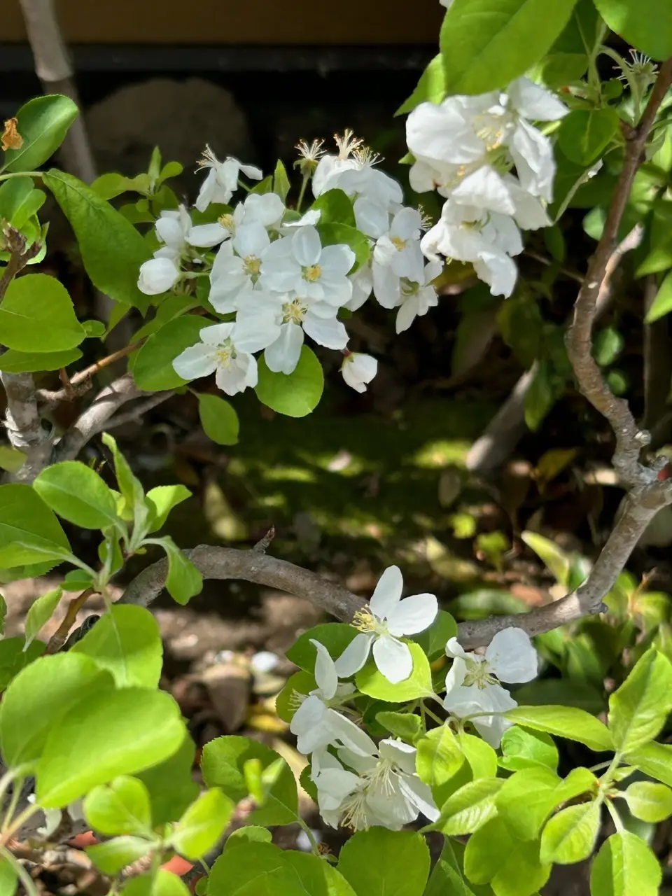 りんごの白い花