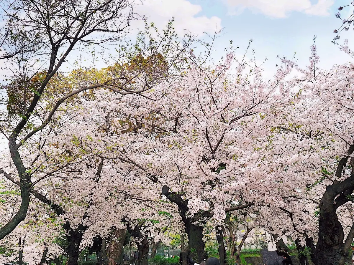 鶴舞公園の桜