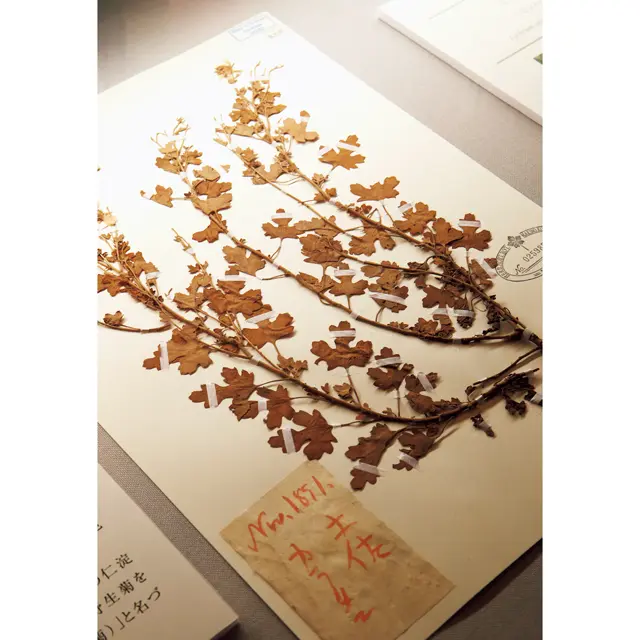 標本や美しい植物図は記念館で見ることができる