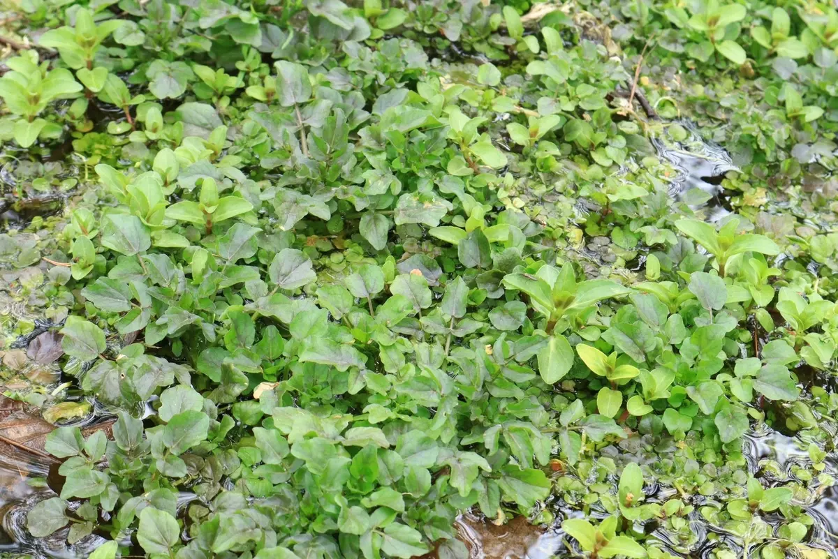 初体験！秘境の秘湯！混浴露天風呂！の画像_6