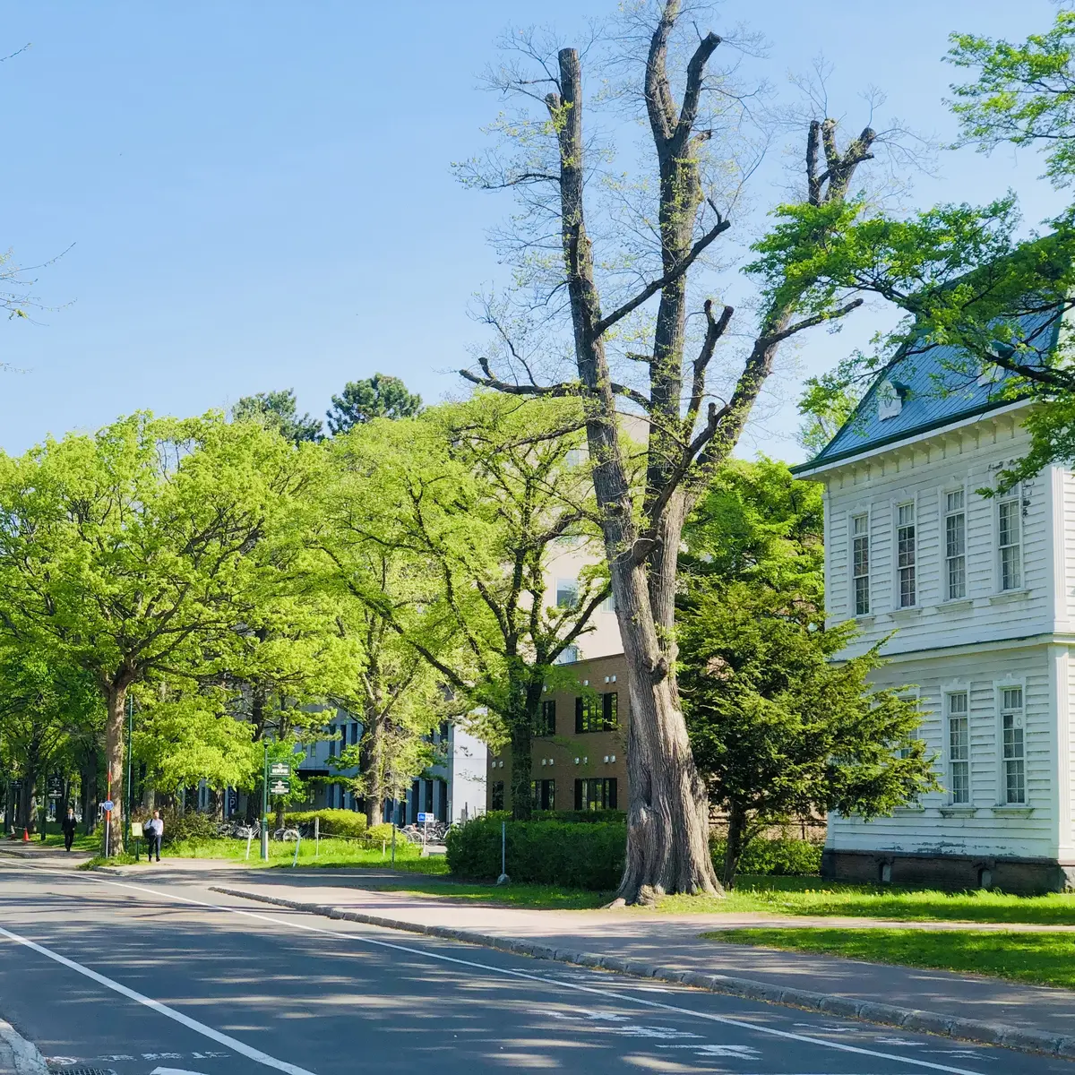 【北海道】雄大な自然、食べ物、温泉と魅力の画像_24