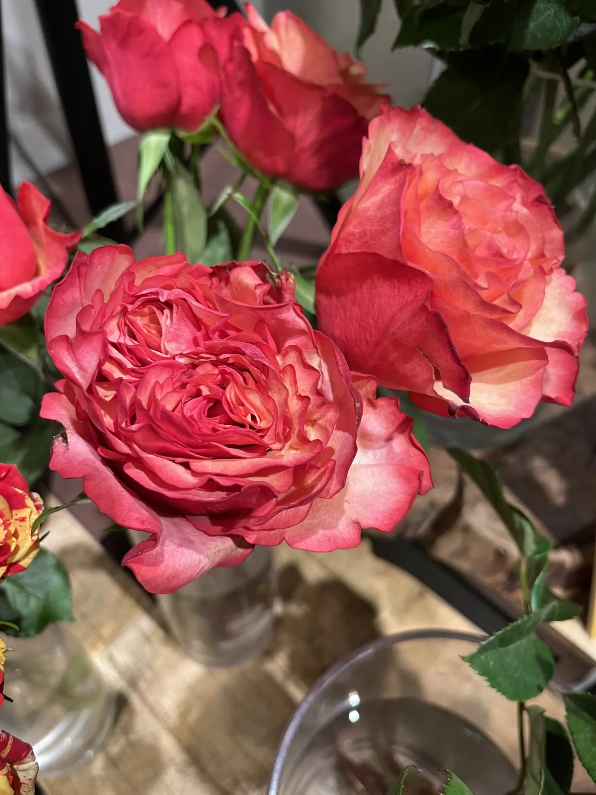 アフリカローズに囲まれての画像_13