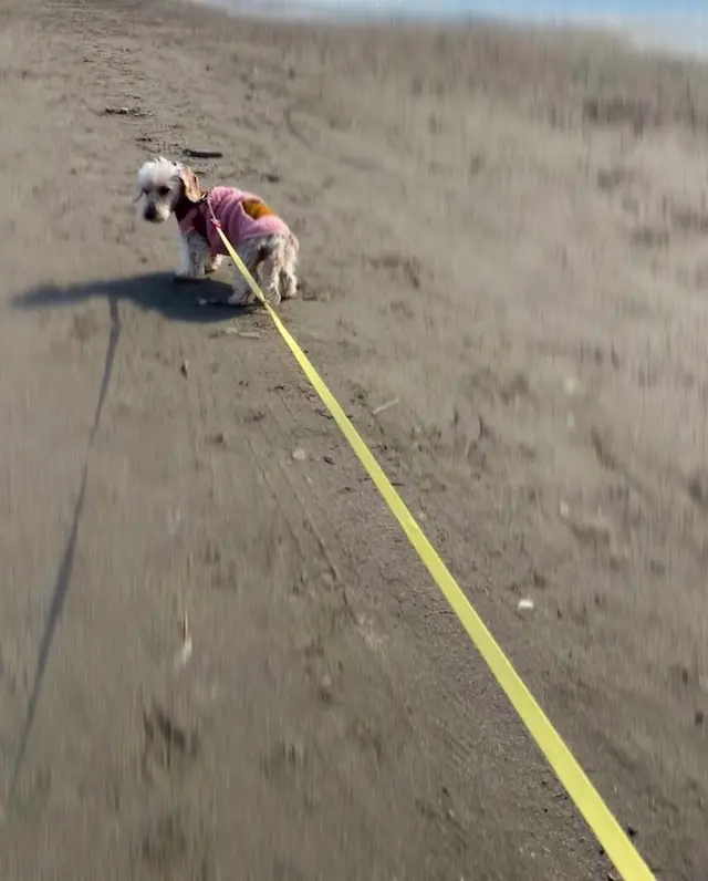 砂浜散歩　海散歩　湘南