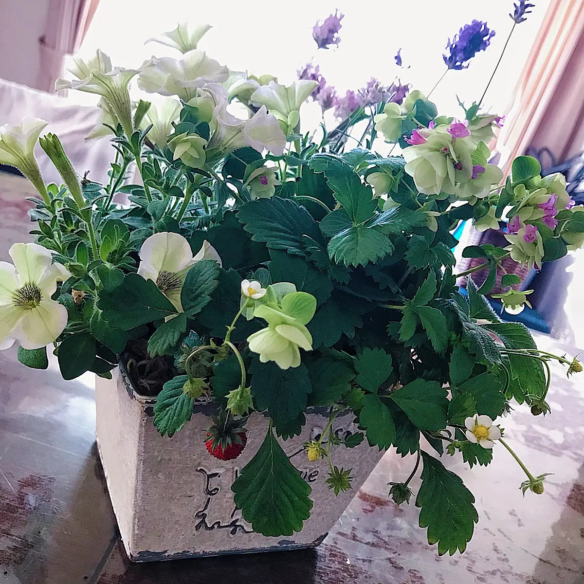 苺の寄せ植えポット