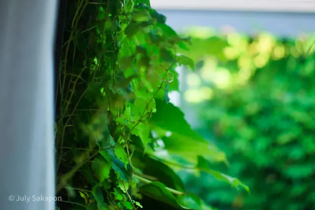 【さかぽんの夏休み】ぶらり☆岡山ナツ旅☆の画像_11