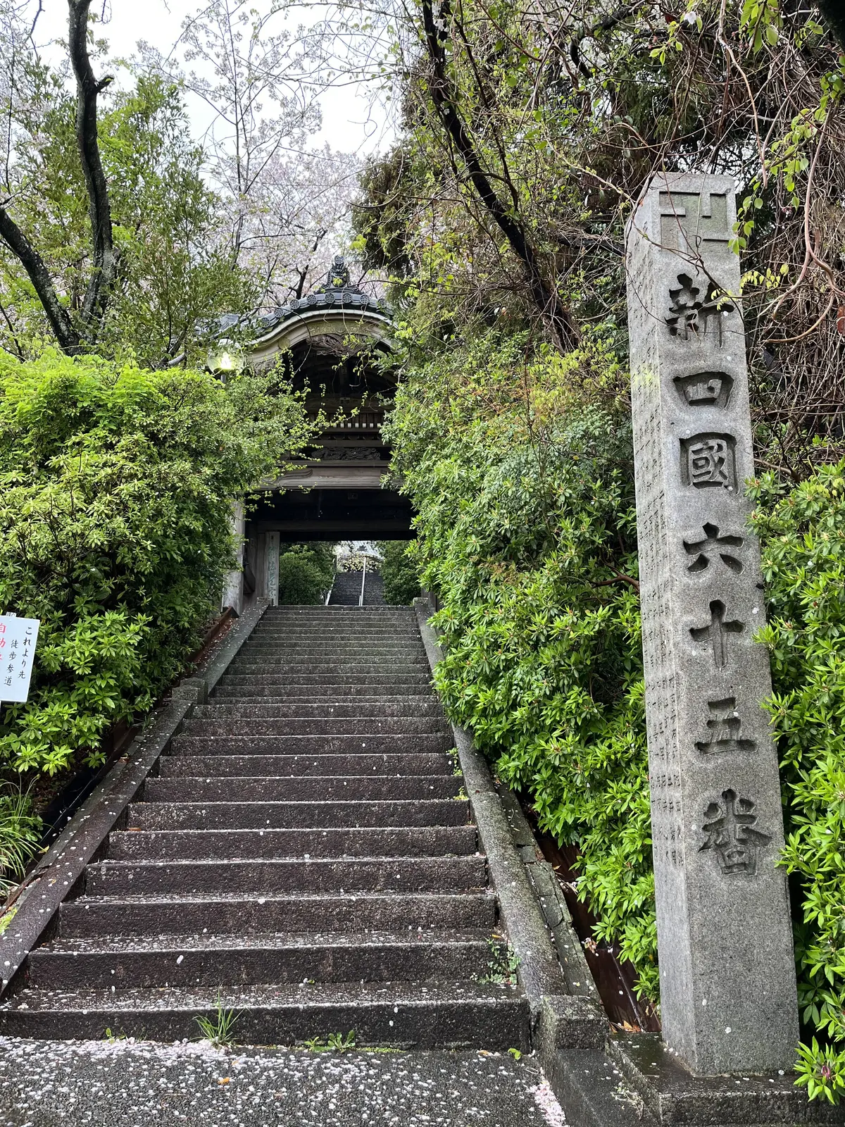 【愛知・常滑】雨の神護山相持院の桜の画像_2