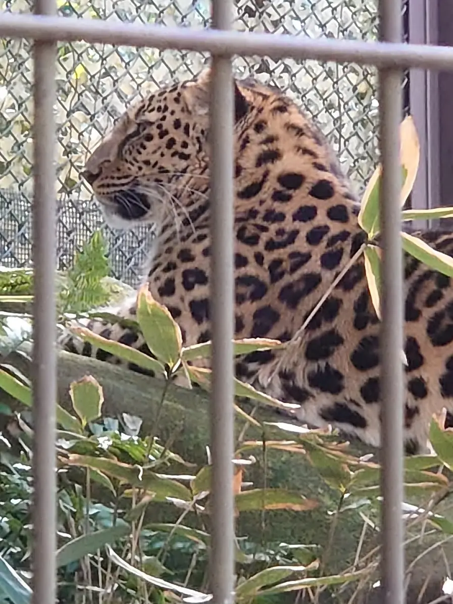 アムールヒョウ