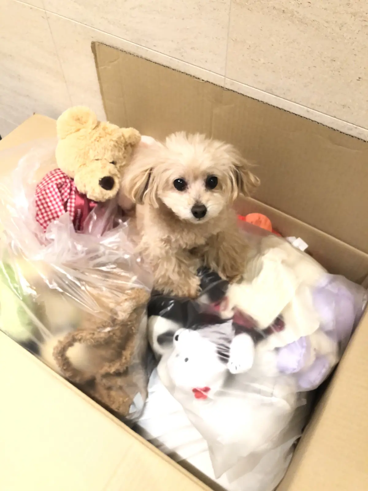 お篭りの時間　〜お家の中を整える〜の画像_3