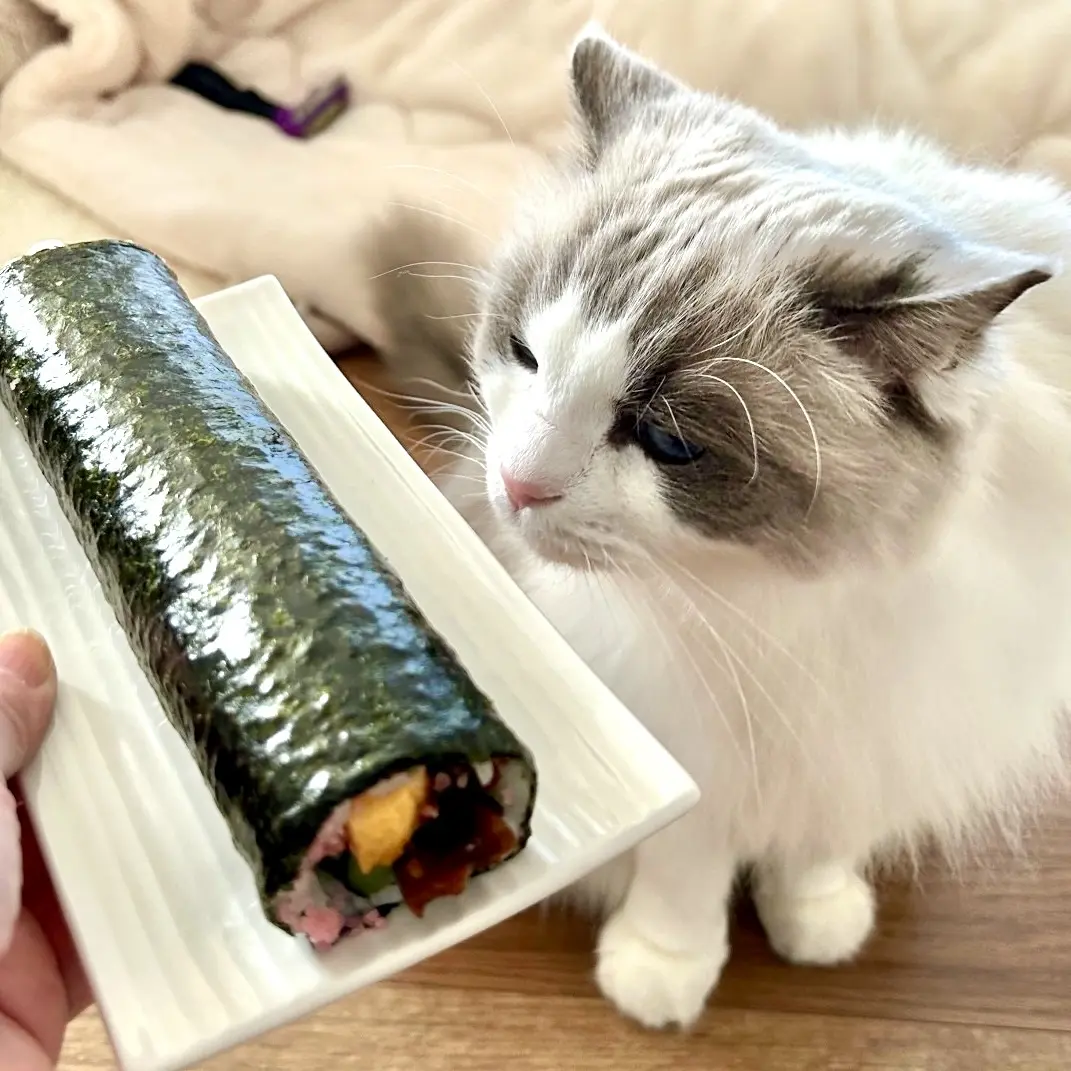 恵方巻きと猫様(下の子)