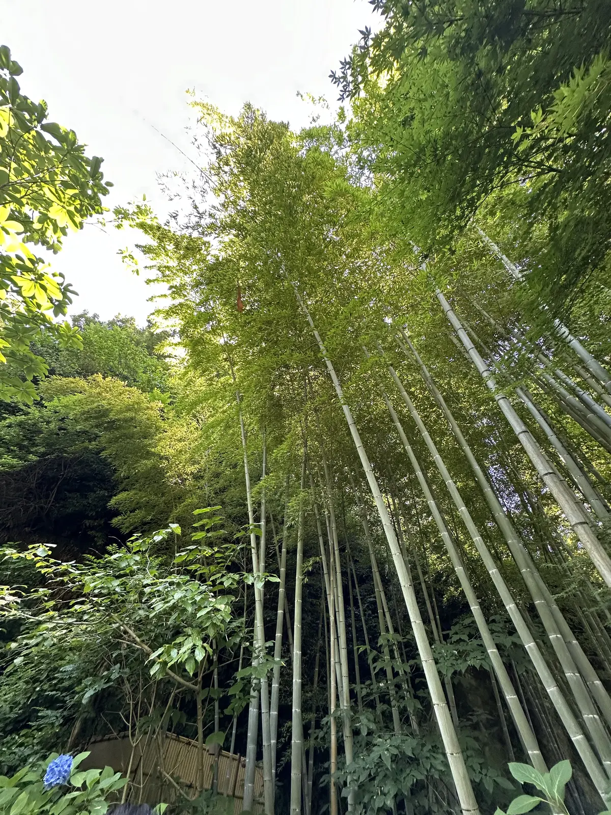 あじさいの花が咲き誇る初夏の北鎌倉明月院の画像_10