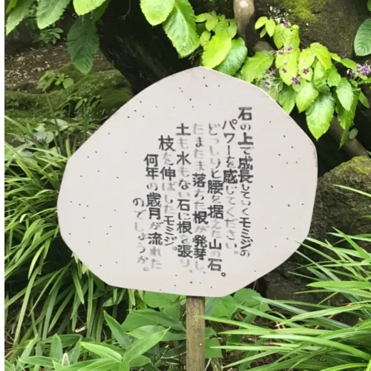 見頃を迎えた紫陽花を求めて鎌倉の2大名所の画像_10