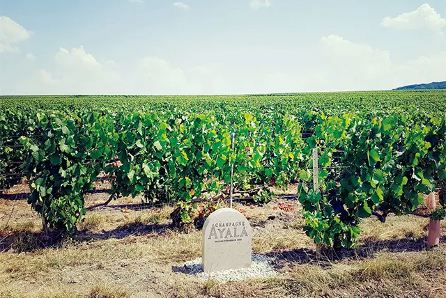 ＂シャルドネの聖地＂ と評されるコート・デ・ ブラン地区シュイィ村 の自社畑