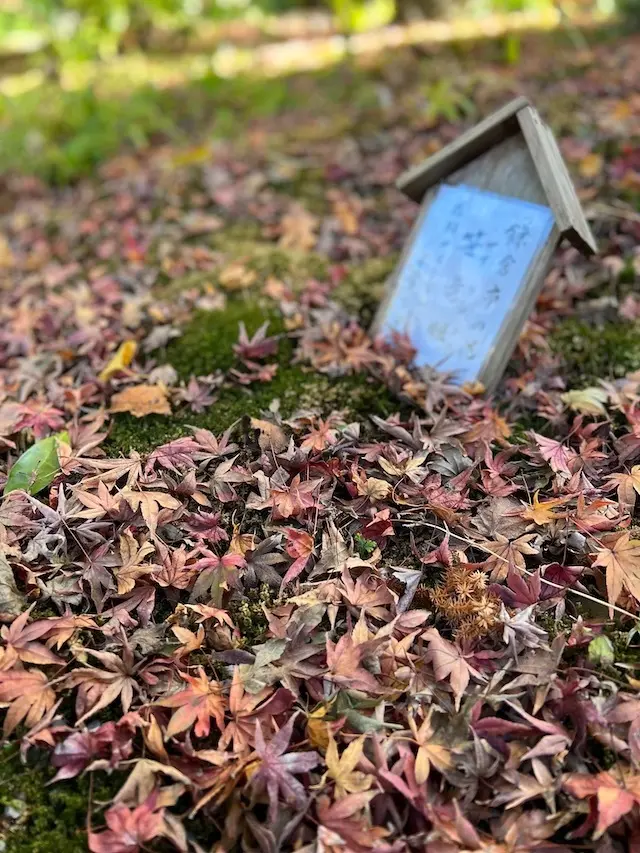 明月院　鎌倉　紅葉　紅葉狩り　jマダム　non_no