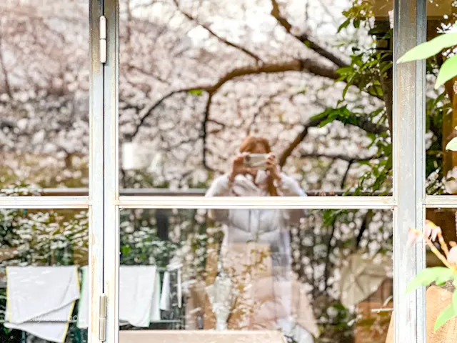 【さかぽんギャラリー】中目黒☆目黒川の桜の画像_5