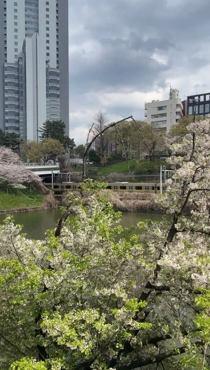 外濠公園の桜