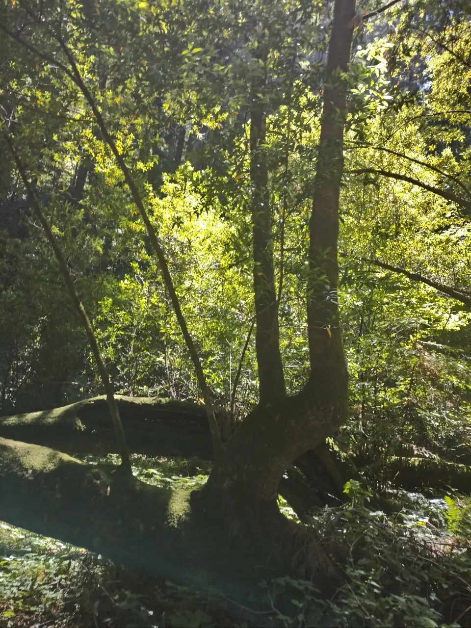 真夏の贅沢森林浴♡ミュアウッズ国定公園　の画像_9