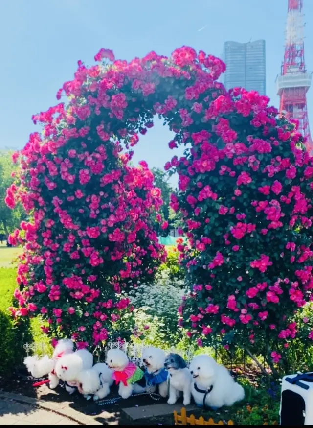 期間限定、バラのアーチと東京タワーのコ の画像_2