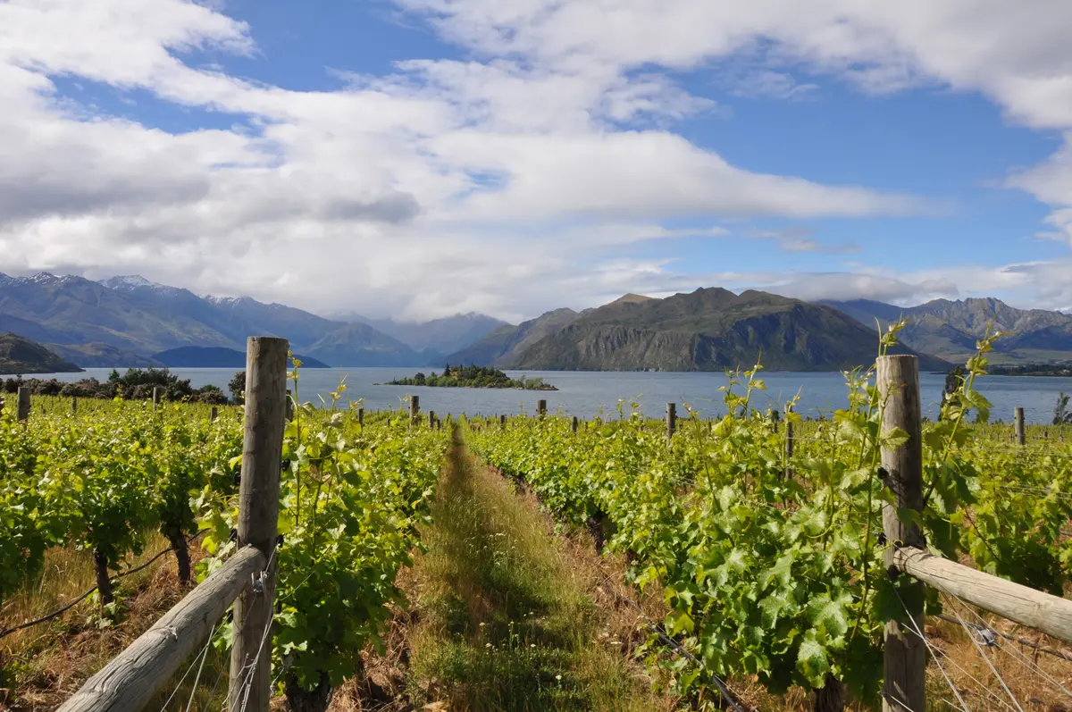“ニュージーランドのロマネ コンティ”との画像_3