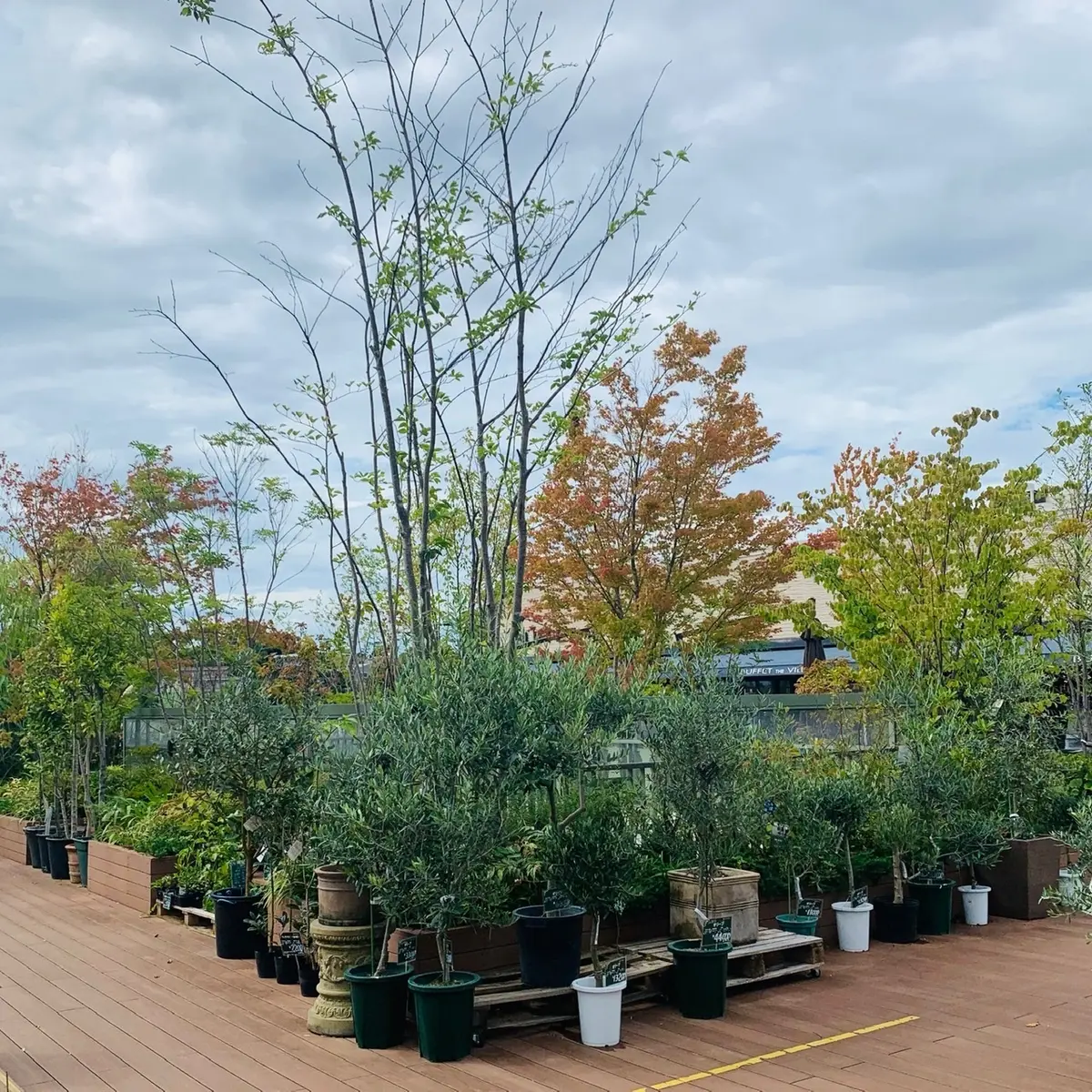 外で育つ植栽達①