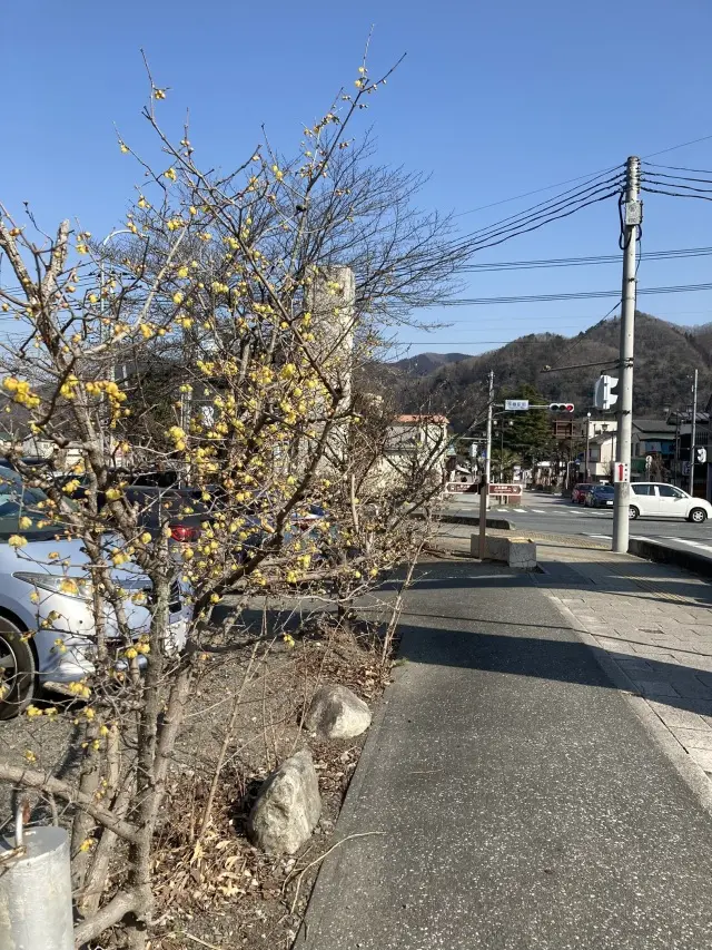 秩父のハイキングコースに蝋梅　黄色い梅の花　寶登山神社の参道