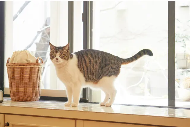 もん6歳・♂ キジ白