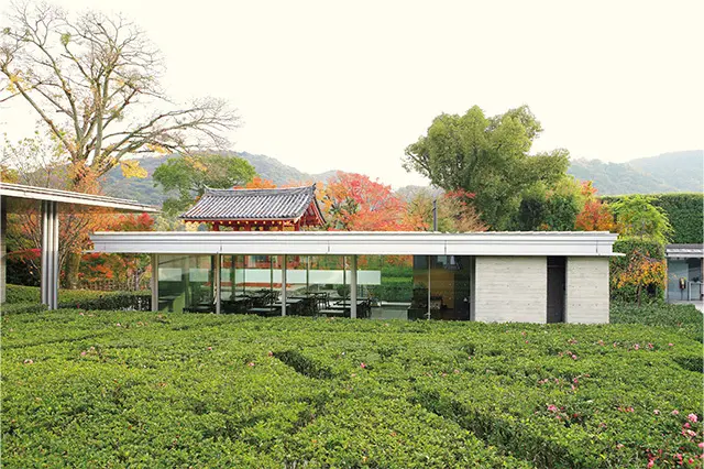 【藤を訪ねて、古都の旅へ＜まとめ＞】藤原の画像_24