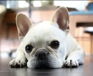 フレンチブルドック