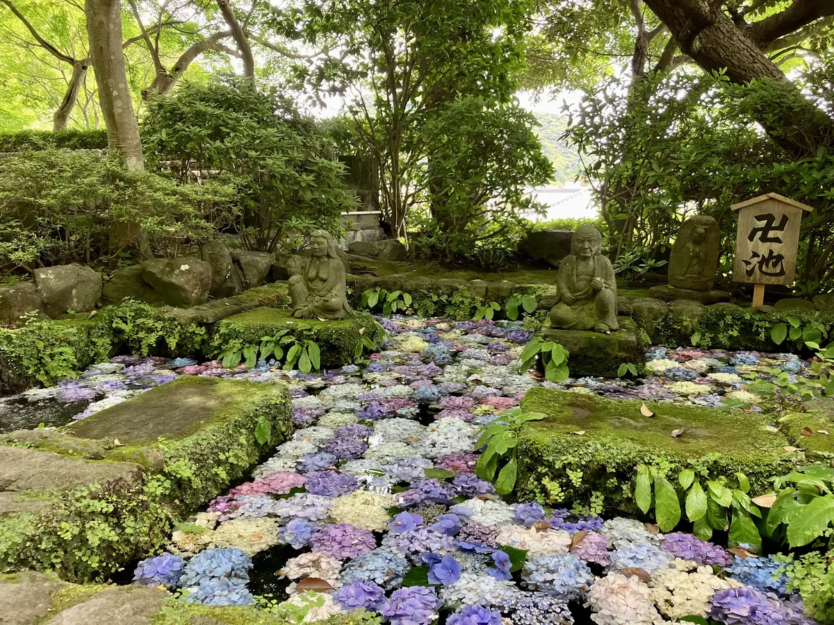 鎌倉紫陽花ツアーへの画像_3