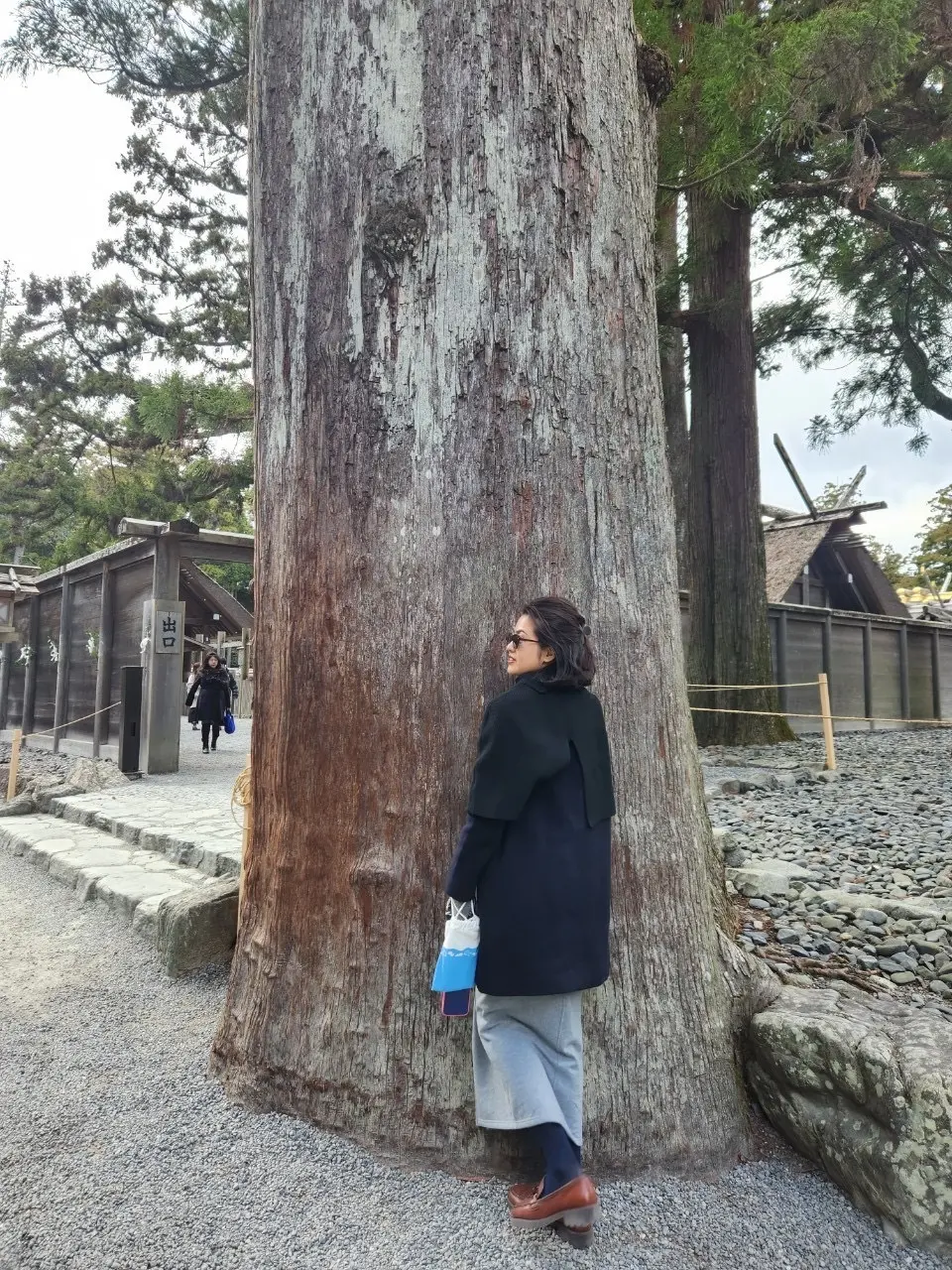 伊勢神宮　外宮　御神木