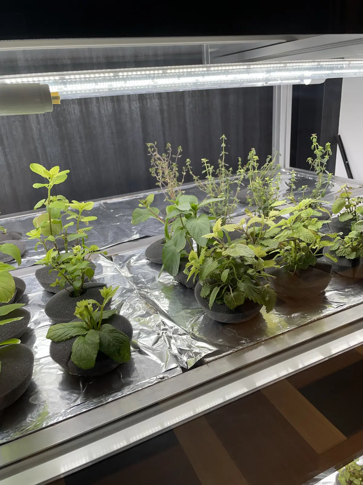 北海道、函館、HOTEL & SPA CENTURY MARINA HAKODATE、センチュリーマリーナ函館、ホテル、HOTEL、レストラン、レストラン入り口、ハーブ、ハーブ栽培、無農薬、オーガニック