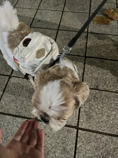 夏休みは一人旅〜韓国旅行③の画像_17