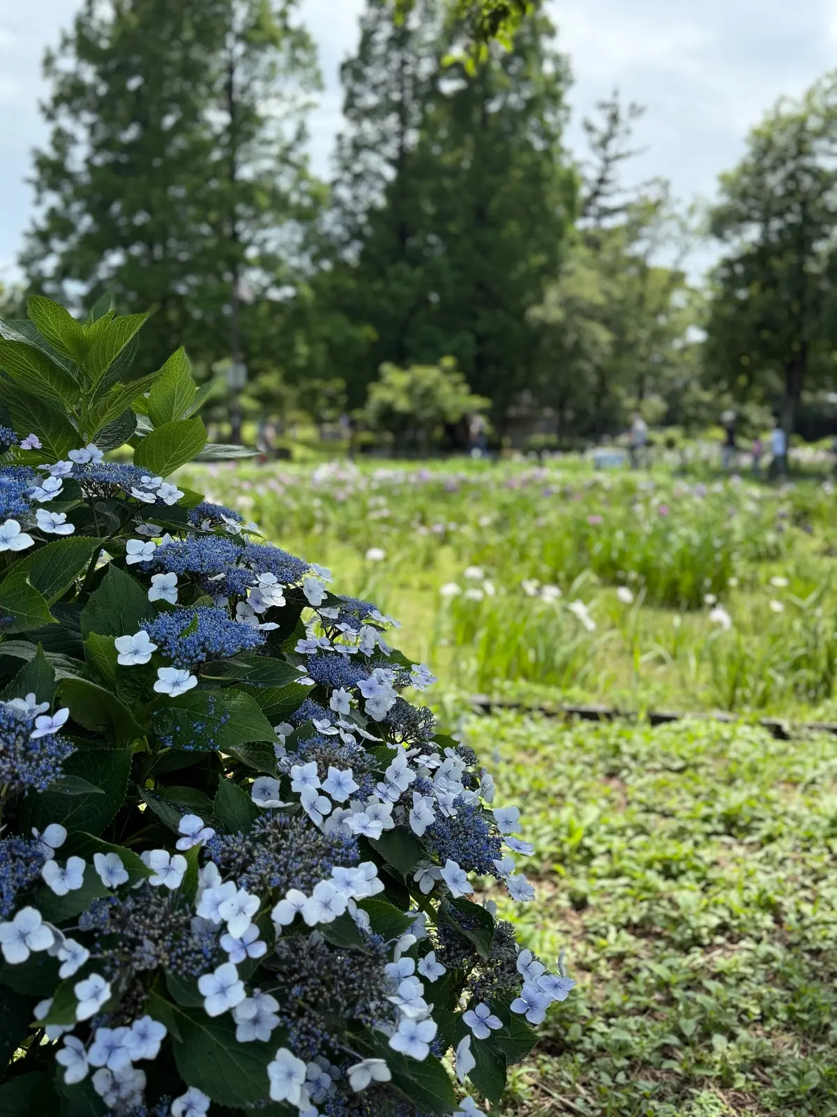 水元公園　紫陽花