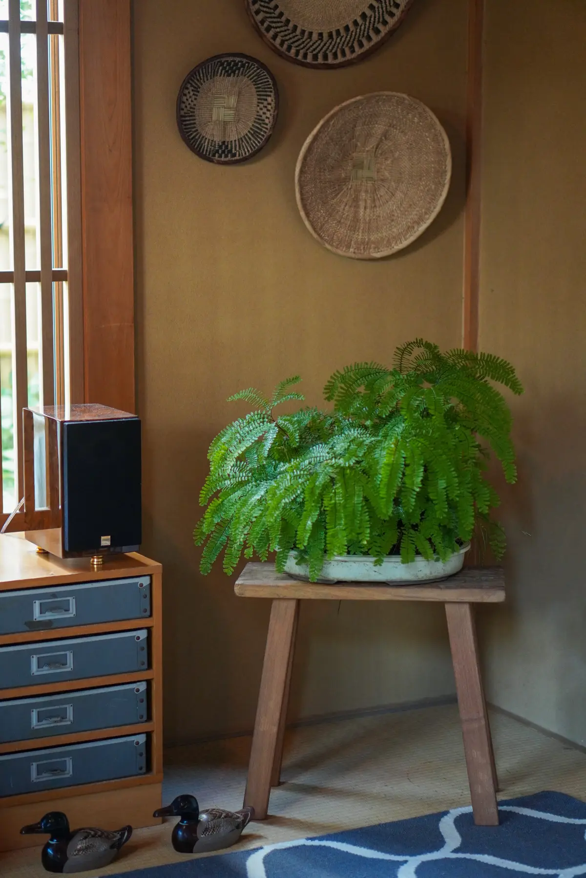 涼を呼ぶグリーンや花を部屋に♪の画像_9