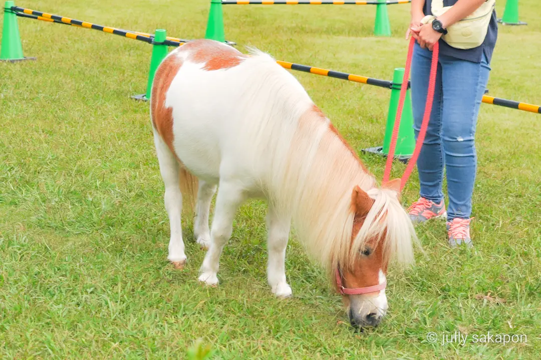 【さかぽんの冒険】空と海に癒される横須賀の画像_14