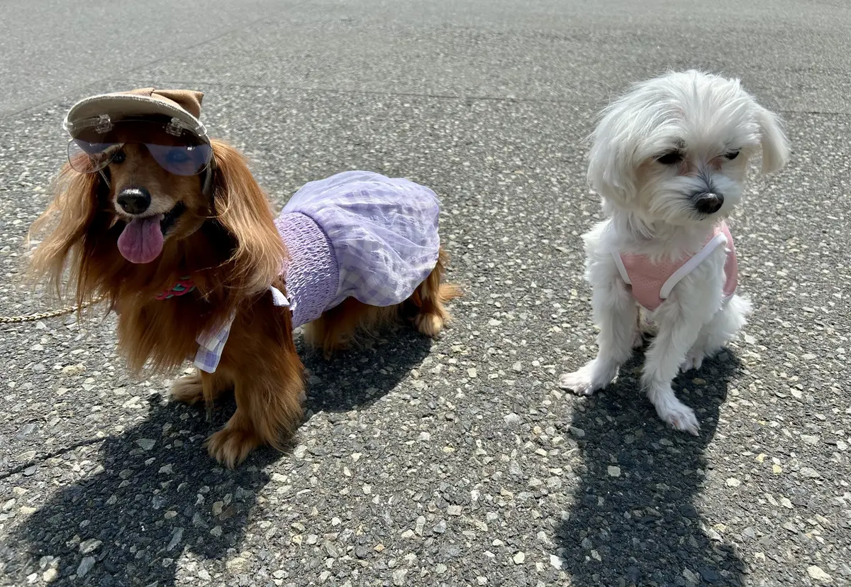 シアーシャツとワイドパンツで山下公園へ♪の画像_6