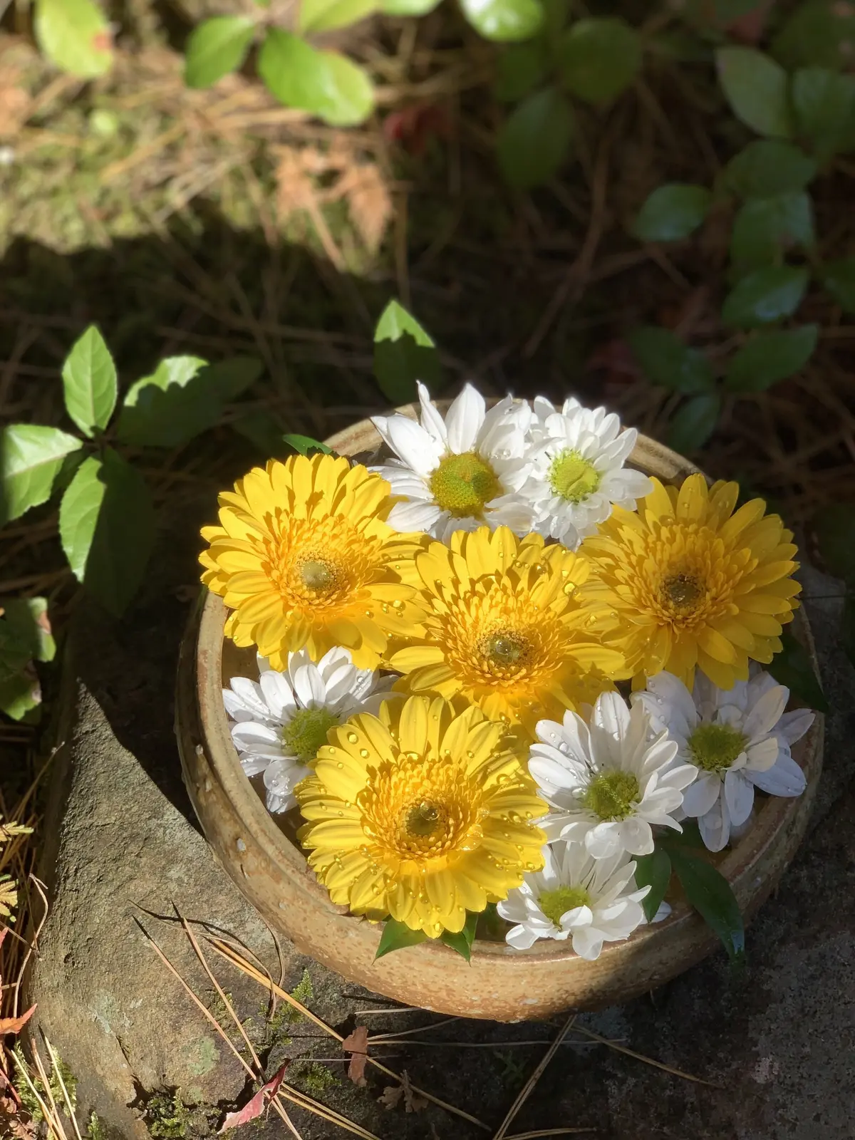一条恵観山荘　紅葉