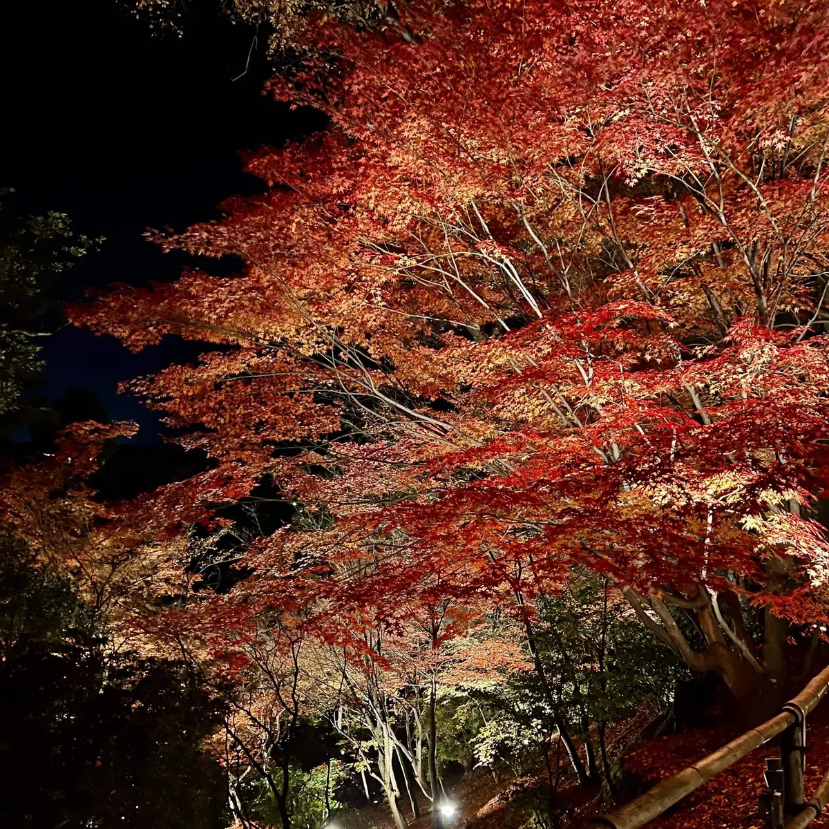 北野天満宮「もみじ苑」