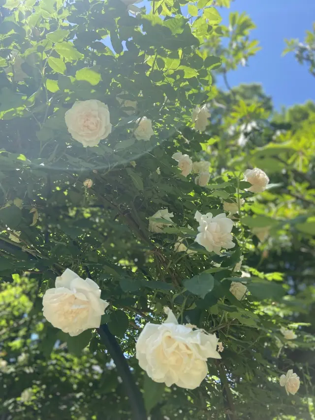 武蔵野の心安らぐレトロカフェ3選🎵の画像_2