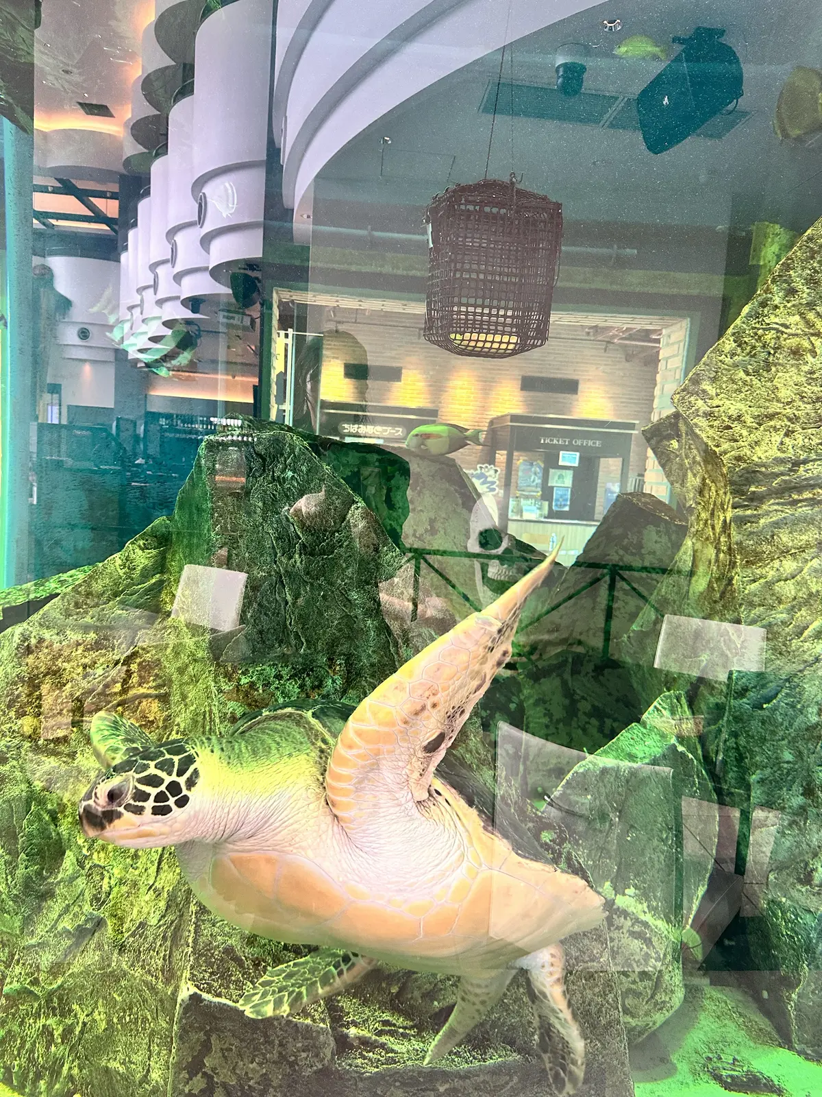 アンサンブルニットで、水槽レストランへの画像_4