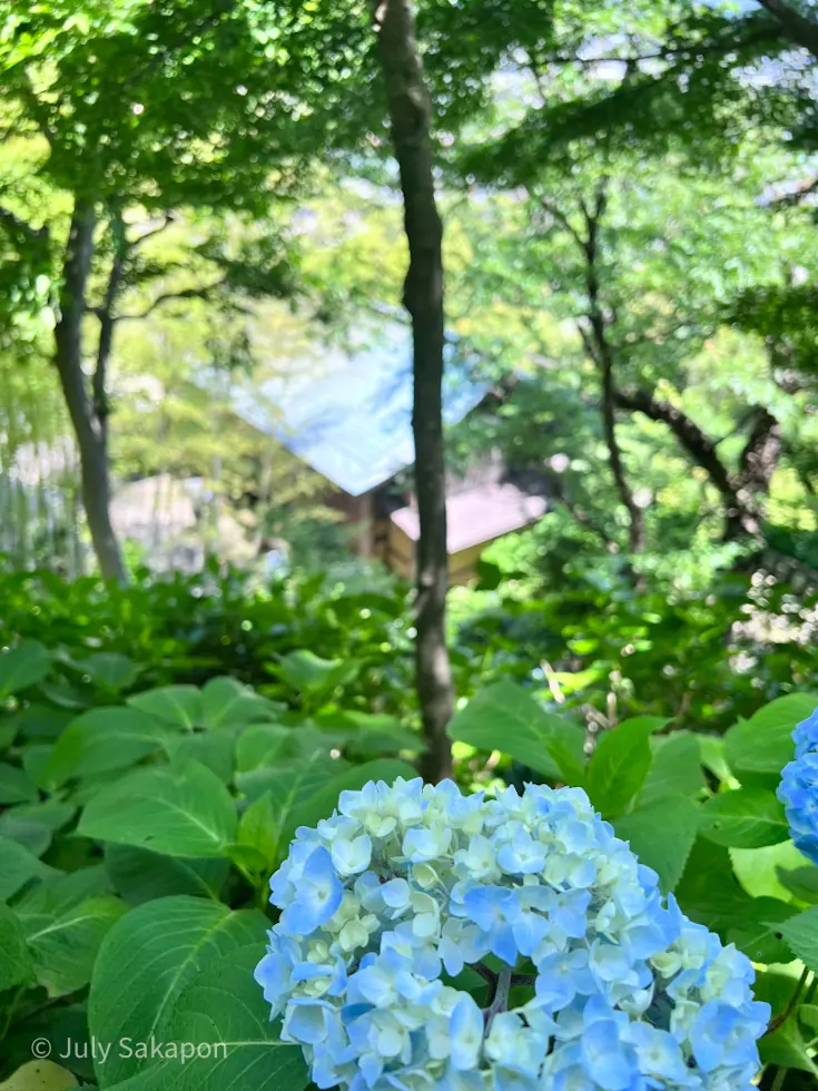 【さかぽんの冒険】海とアジサイの旅❤️@の画像_13