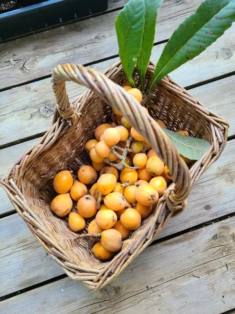 かご編みレッスンの画像_4